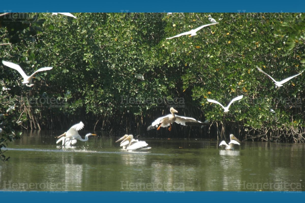 Diversas son las especies de aves que llegan al humedal Guamuchal. (Foto: Hemeroteca PL)