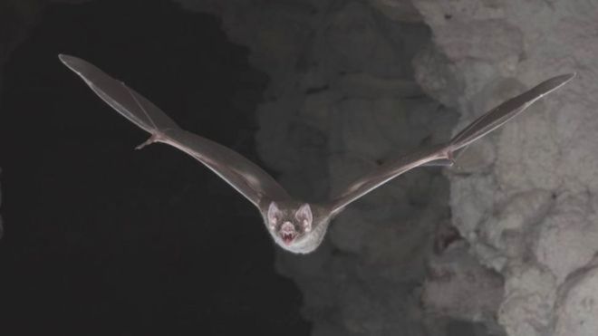 Los murciélagos vampiro son originarios del continente americano y suelen cazar de noche atacando ganado y otros animales, incluso, a veces, a humanos. BROCK FENTON