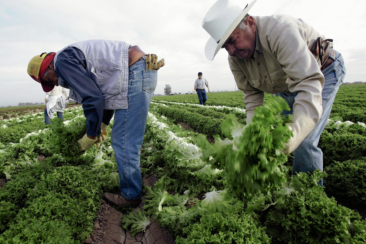 Inmigrantes guatemaltecos trabajan en una finca cosechando lechuga. (Foto Prensa Libre: AFP).