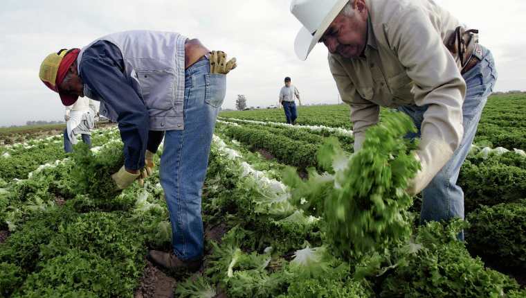Inmigrantes guatemaltecos trabajan en una finca cosechando lechuga. (Foto Prensa Libre: AFP).