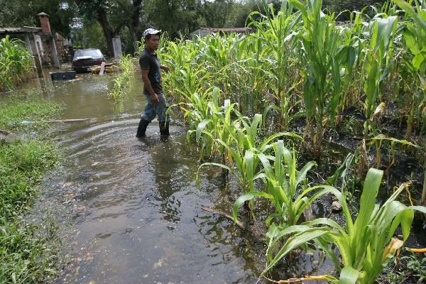 Eventos climáticos incidieron en pérdida de granos básicos durante las últimas semanas en la provincia. (Foto Prensa Libre: Hemeroteca PL)