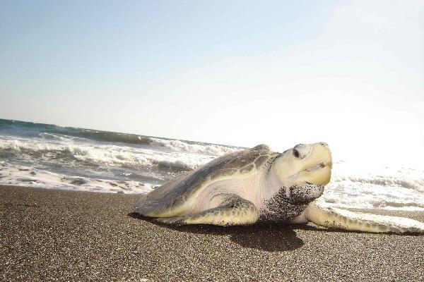 la reserva natural de la  Usac en Monterrico  libera 35 mil tortugas recién nacidas cada año.