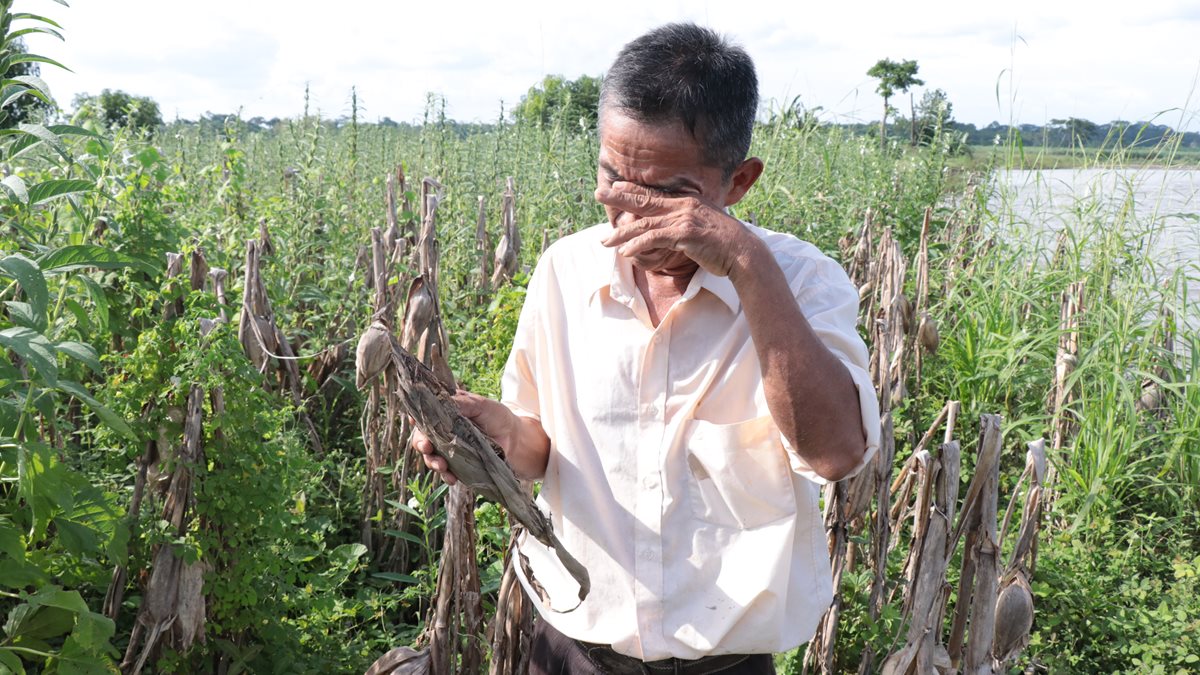 “¡Tanto trabajo, para nada!”, exclama Ovidio Tahual, un agricultor de Suchitepéquez, mientras llora. (Foto Prensa Libre: Cristian Icó)