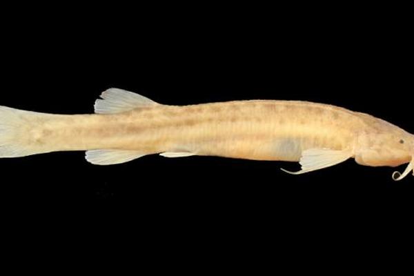 El Ituglanis boticario, especie de pez que vive exclusivamente en cavernas, descubierto recientemente en Brasil está en peligro de extinción por la destrucción de su ambiente. (Foto Prensa Libre: EFE)