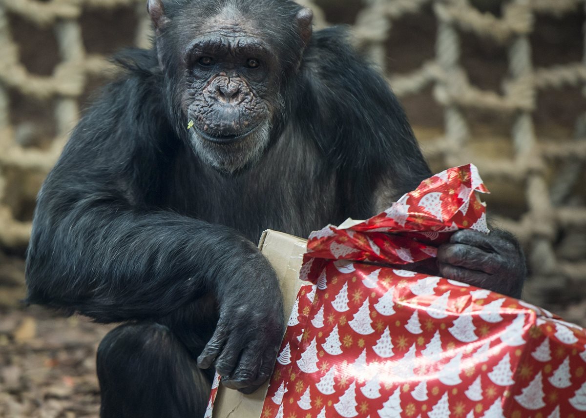 El estudio sugiere que los chimpancés no suelen ser solidarios si no perciben un beneficio para ellos. (Foto Prensa Libre: AP).