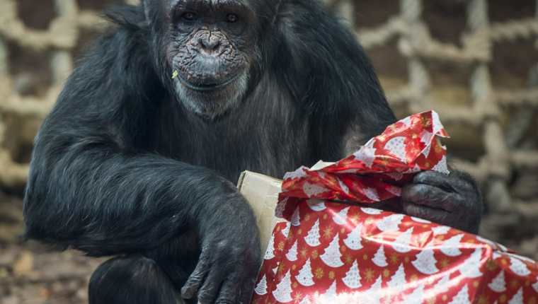 El estudio sugiere que los chimpancés no suelen ser solidarios si no perciben un beneficio para ellos. (Foto Prensa Libre: AP).