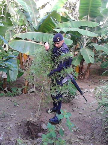Agentes de la PNC erradicaron 40 plantas de marihuana. (Foto Prensa Libre: Hemeroteca)