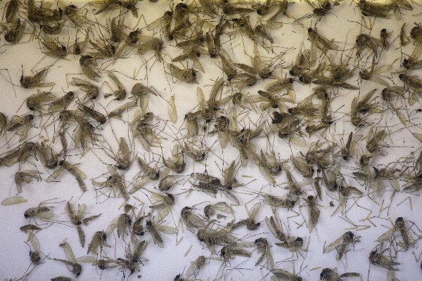 Una bandeja muestra mosquitos Aedes Aegypti que transmiten el zika.(Foto Prensa Libre: AP)