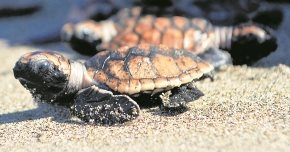 A pocos días de nacidas, las tortugas son liberadas en el mar Caribe.