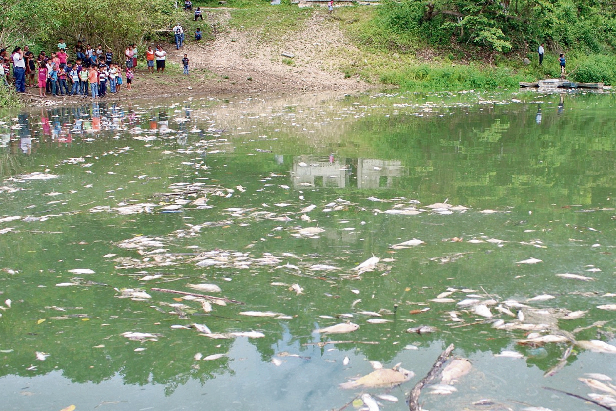 A principios de junio ocurrió un desastre ecológico en el río La Pasión, Sayaxché, Petén, que mató a miles de especies y perjudicó a miles de familias.