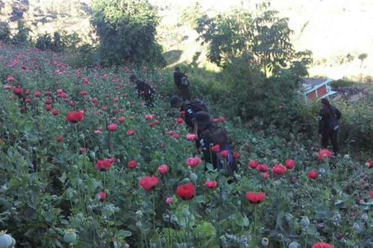 Agentes de la PNC destruyen plantación de amapola. (Foto Prensa Libre: Hemeroteca PL)