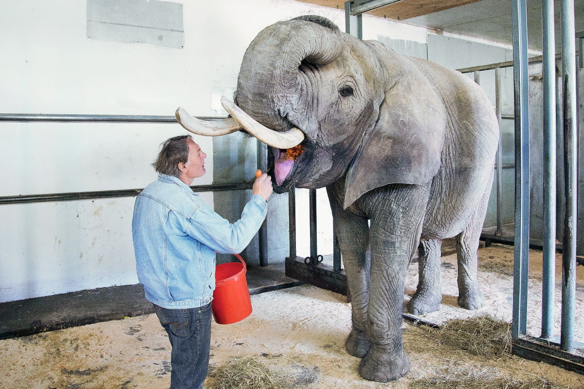 Las personas que cuidan elefantes deben recibir un entrenamiento estricto ya que la furia de los paquidermos es impredecible. (Foto Prensa Libre: AP).