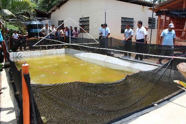 Estudiantes y maestros  observan la pileta para criar tilapia, construida por graduandos.