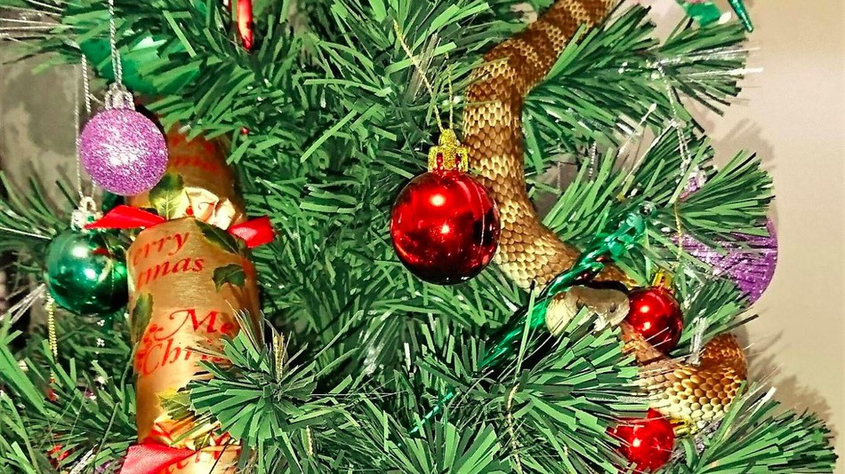 La serpiente venenosa logró trepar entre las velas y las guirnaldas del árbol de Navidad.(Foto Prensa Libre: AFP).