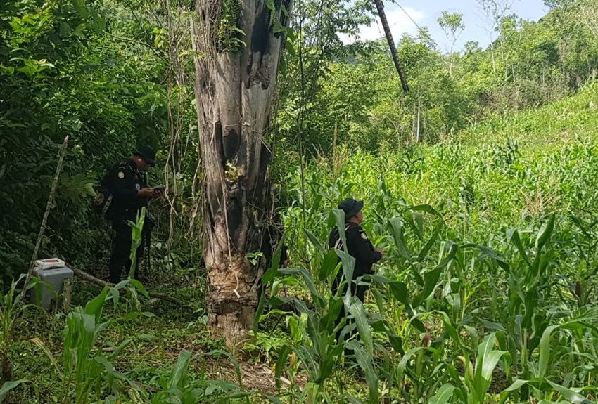 Las plantas de marihuana fueron localizadas entre unos sembradíos de maíz y frijol, en las cercanías de la zona de adyacencia con Belice. (Foto Prensa Libre: Rigoberto Escobar)