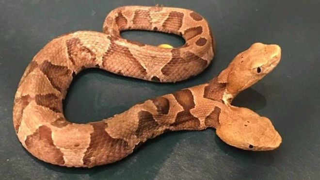 La extraña serpiente fue encontrada en el jardín de una casa de Virginia, EE.UU. CENTRO DE VIDA SALVAJE DE VIRGINIA