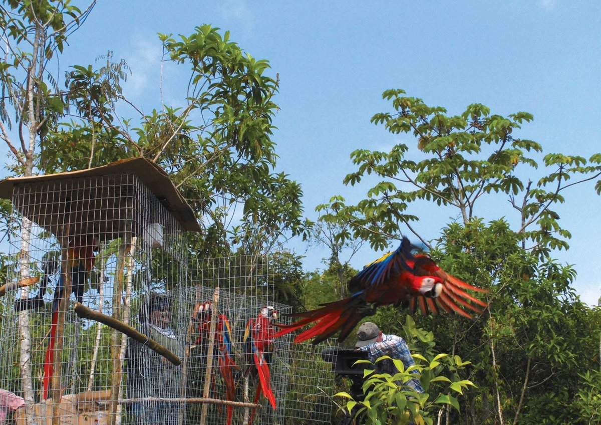 Varias guacamayas rojas que han sido rescatadas por Arcas son liberadas en la selva de Petén, luego de haber sido sometidas a un proceso de readaptación. (Foto Prensa Libre: Cortesía Arcas)