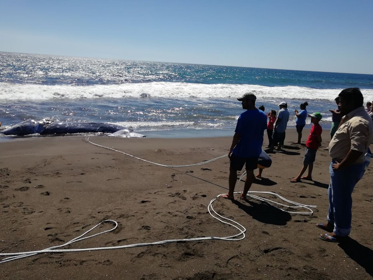 Ballena jorobada es localizada muerta en playa El Pumpo, Taxisco 