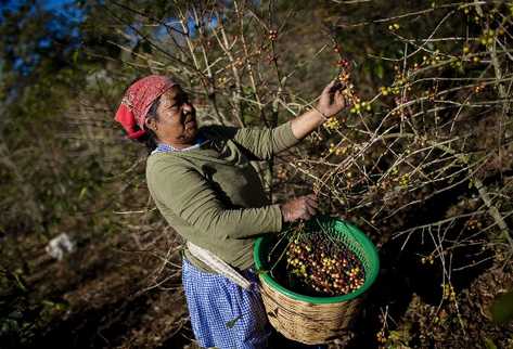 La roya provoca que el café verde no madure, tome un tono amarillento y posteriormente se seque la rama. (Foto Prensa Libre: EFE)