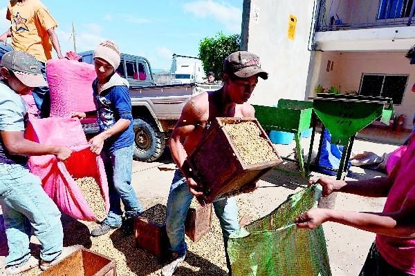 Productores de café de Honduras temen una reducción de la cosecha por la plaga de roya. (Foto Prensa Libre: AFP)