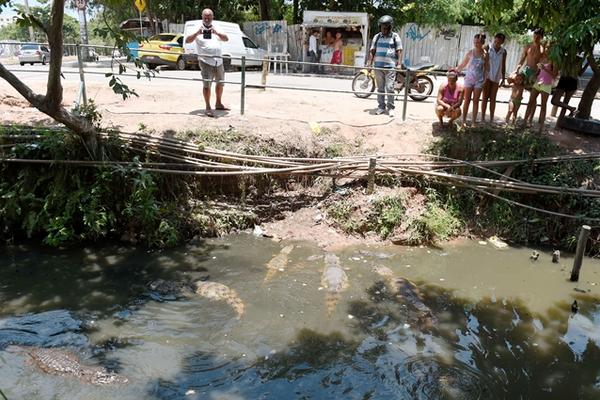 Vecinos observan a los caimanes en un afluente de Recredo dos Bandeirantes, Rio de Janeiro, Brasil. (Foto Prensa Libre: AFP)