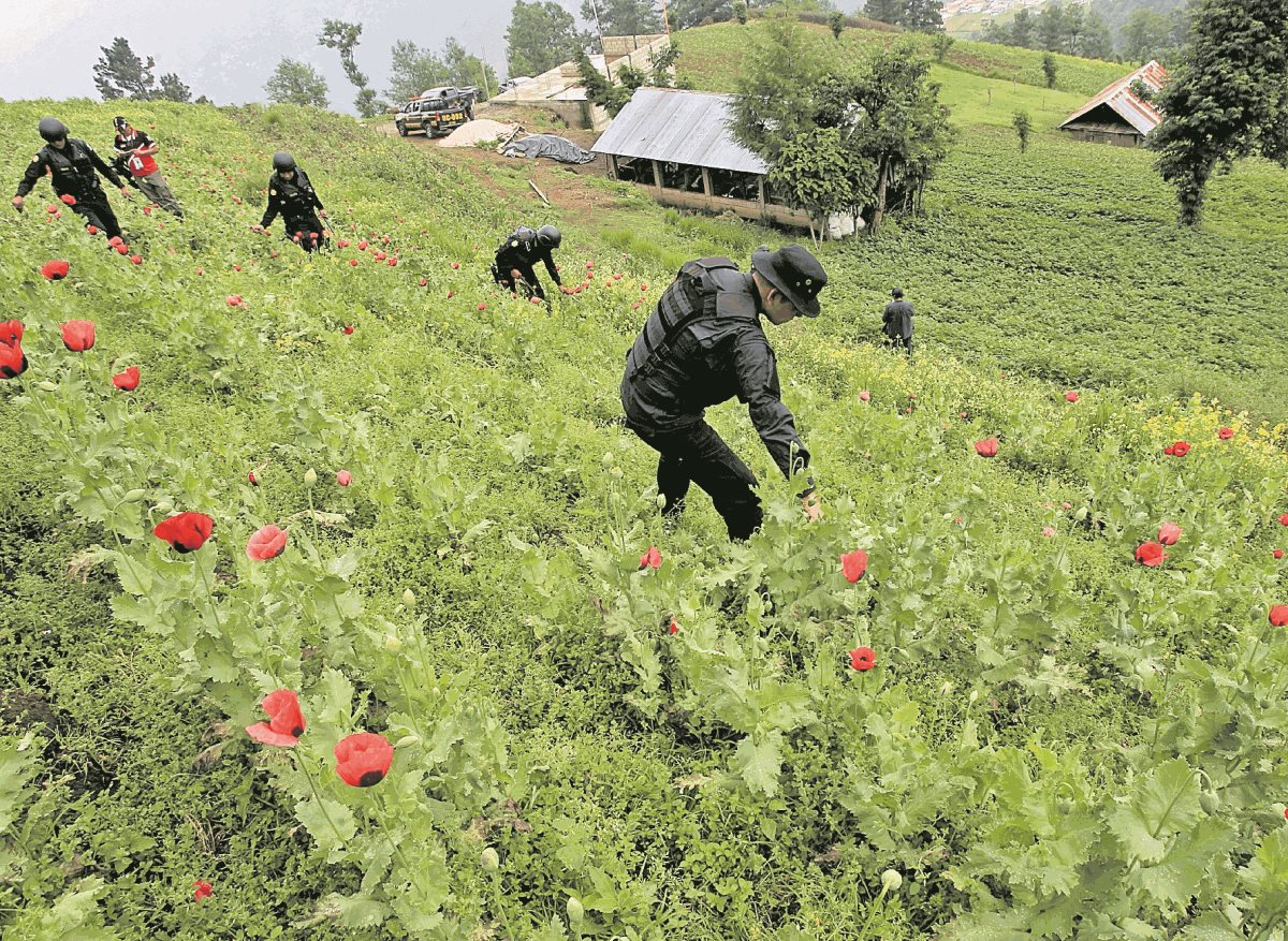 El cultivo de amapola se mantiene como una causa de los enfrentamientos entre Ixchiguán y Tajumulco. (Foto Prensa Libre: HemerotecaPL)