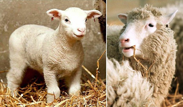 La oveja "Dolly" fue sacrificada en el 2003. (Foto Prensa Libre:AFP).