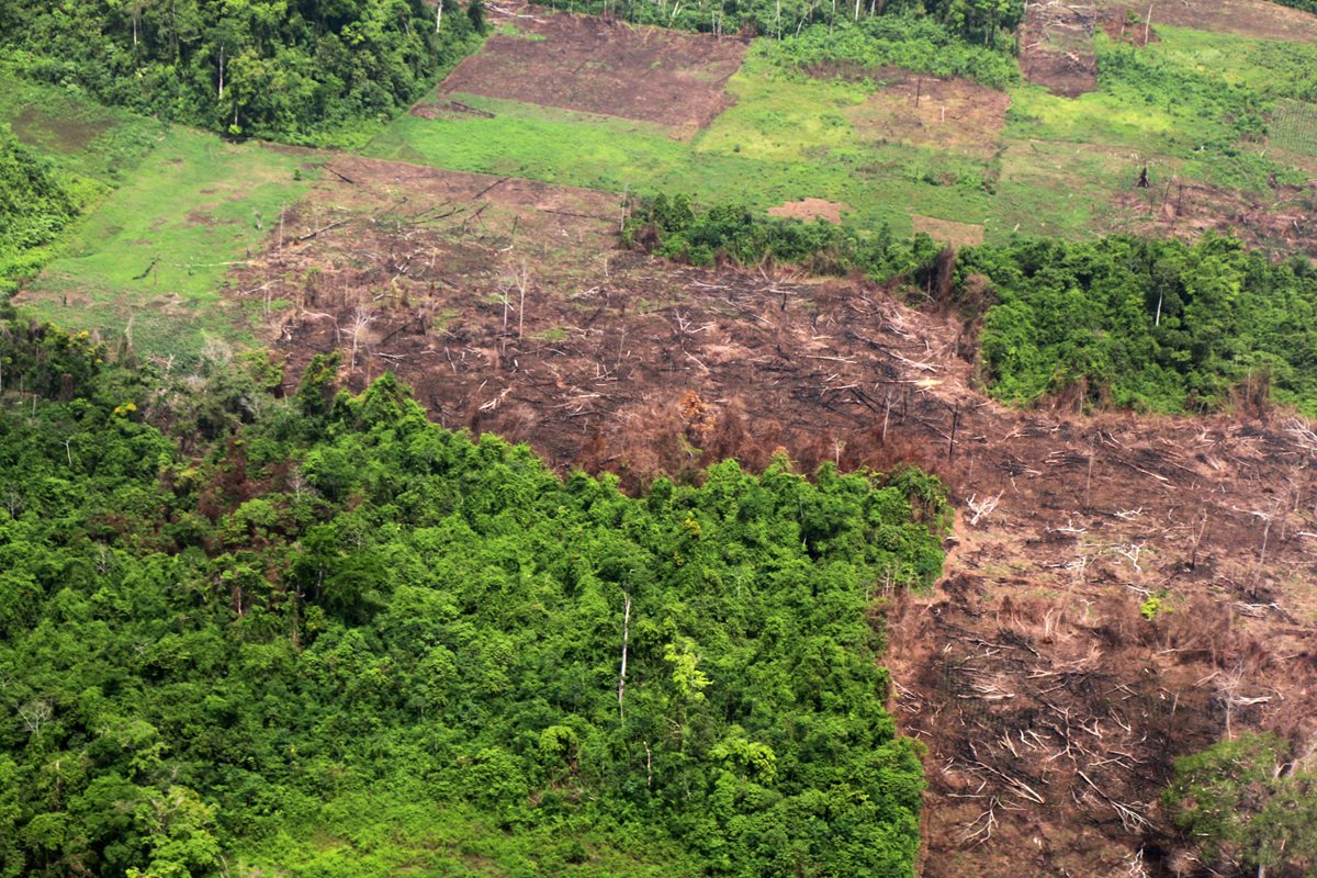 La tala es otro de los problemas que invasores han causado en el Parque Nacional Laguna Lachuá, en Alta Verapaz. (Foto Prensa Libre: Eduardo Sam).