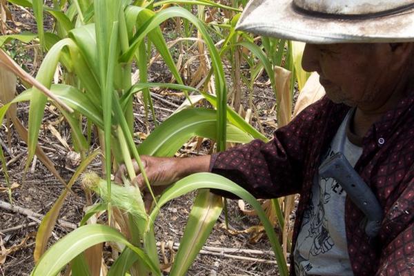 Falta de  lluvia deja pérdidas en la agricultura, en Baja Verapaz. (Foto Prensa Libre: Carlos Grave)