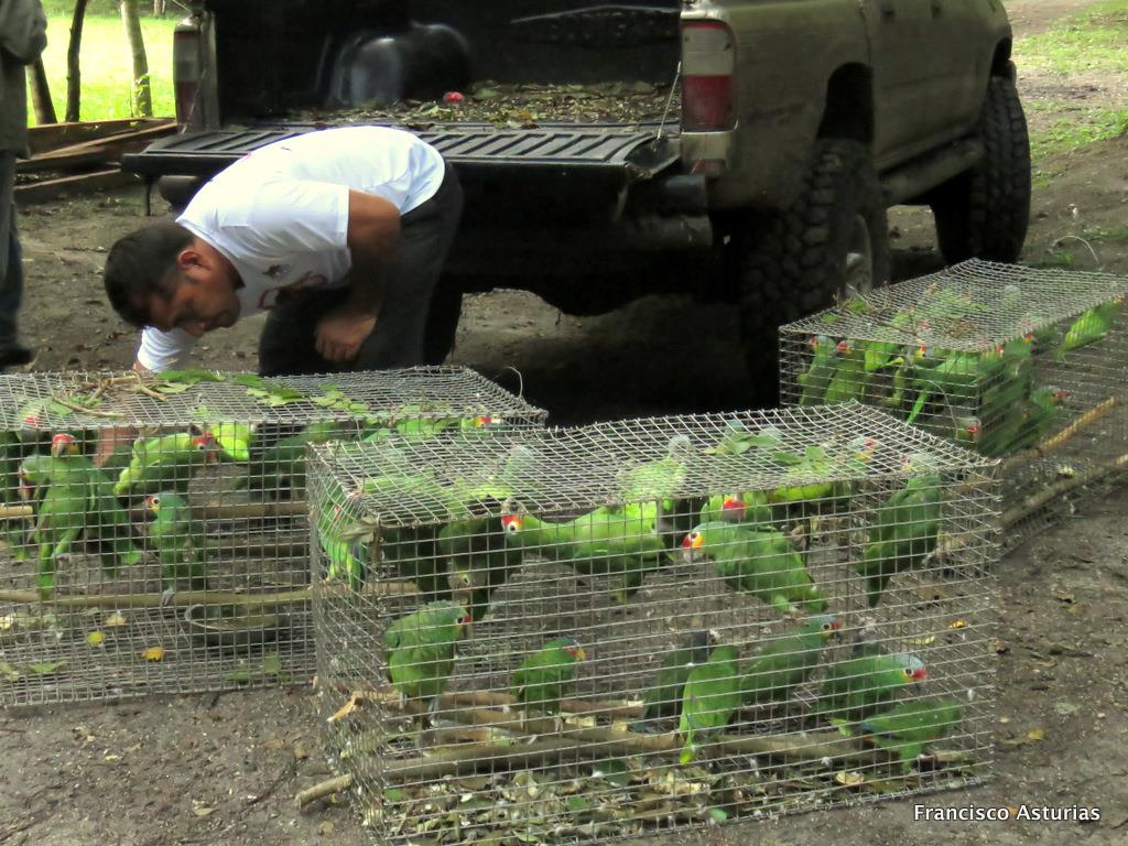 Aves que fueron liberadas en la selva petenera, en San Andrés. (Foto Prensa Libre: Rigoberto Escobar).