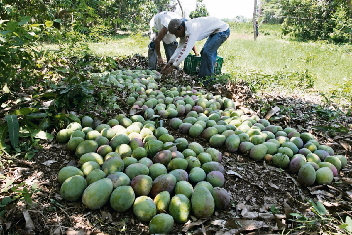 Según productores, la canícula del 2014 y bajos precios son las causas de la baja cosecha. (Foto Prensa Libre: ESBIN GARCIA)