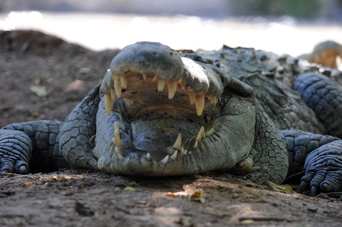 Un cocodrilo espera comer después de semanas de abandono. (Foto Prensa Libre: AFP).