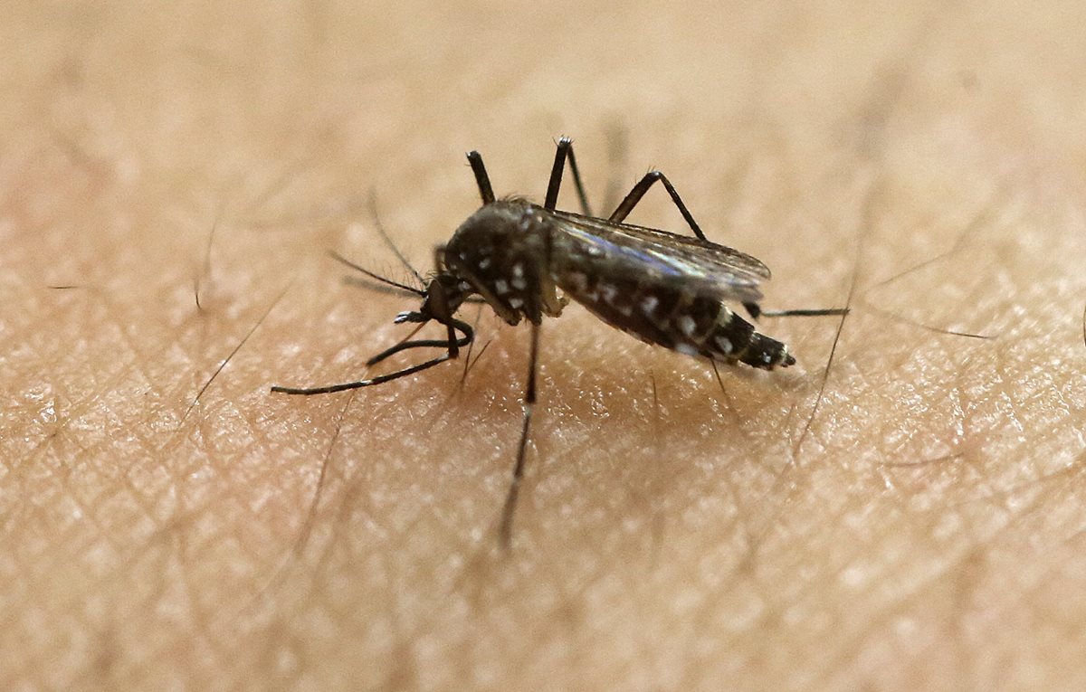 El zancudo transmisor del zika también puede infectar con dengue y chikungunya. (Foto Prensa Libre: Hemeroteca PL)