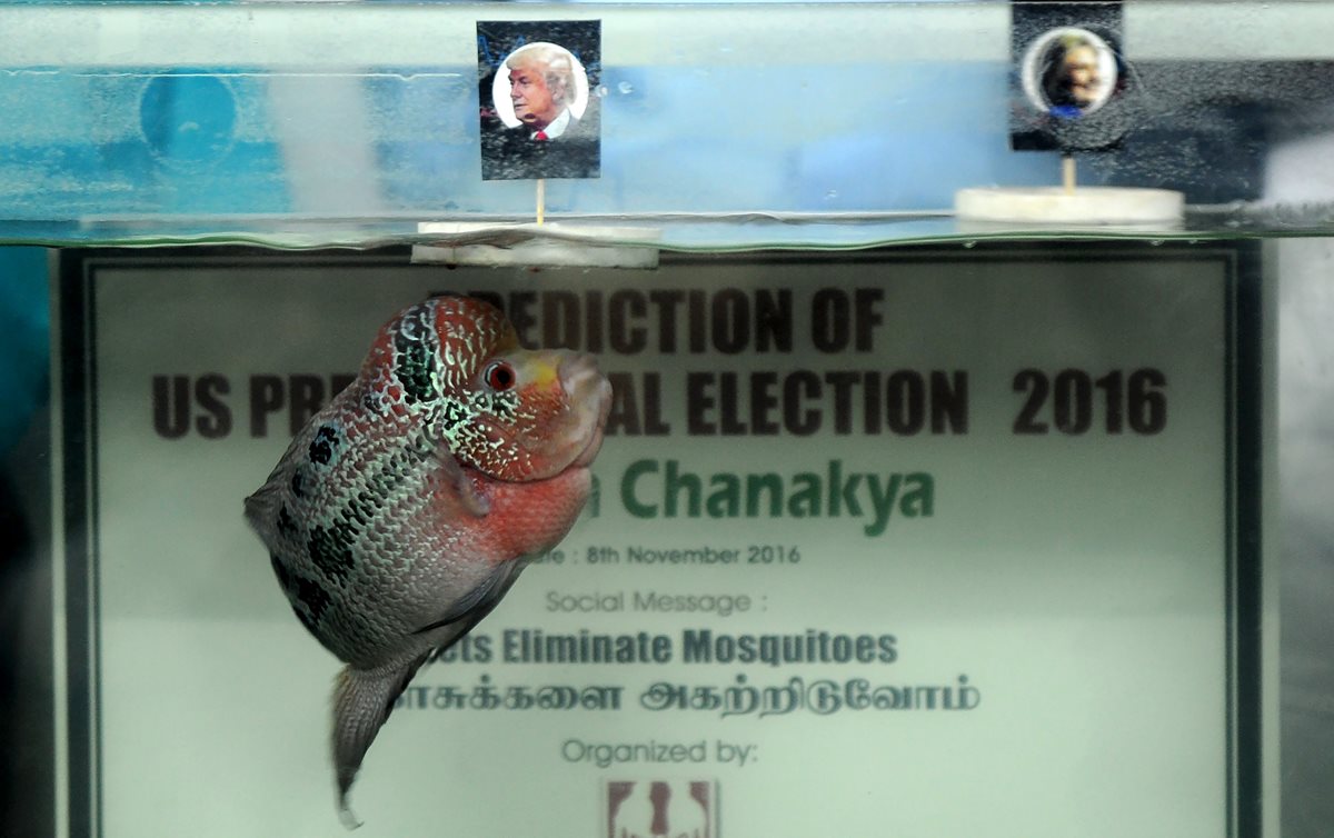 El pez Chanakya II elige la fotografía de Donald Trump. (Foto Prensa Libre: AFP).