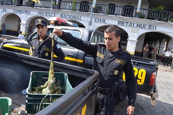 Agente de la PNC muestra una de las iguanas decomisadas en Champerico. (Foto Prensa Libre: Jorge Tizol) <br _mce_bogus="1"/>