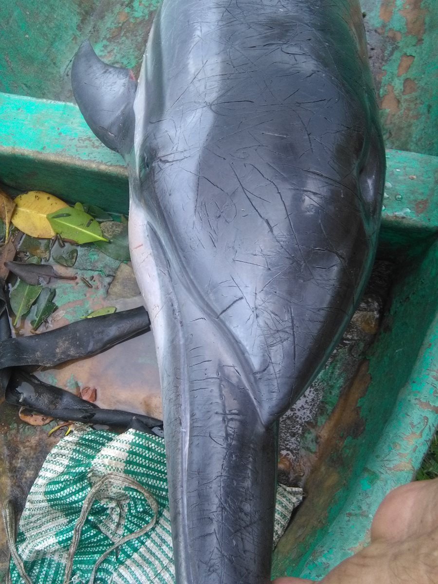 El delfín estaba herido y quedó atrapado por la desorientación de la corriente marina. (Foto Prensa Libre: Rolando Mirada)