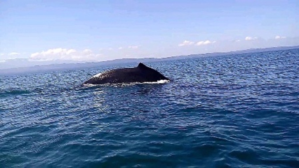 Avistamiento de ballena causa sensación 