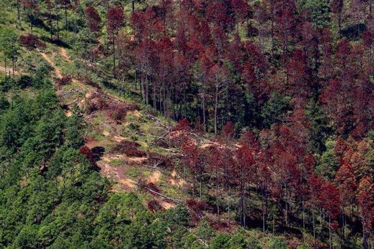La plaga del gorgojo de pino provoca que los árboles en los bosques de coníferas mueran. (Foto Prensa Libre: Hemeroteca PL)