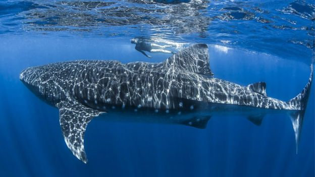 Los tiburones ballena de la actualidad pueden alcanzar los 18 m de longitud de un megalodón, pero solo se alimentan de plancton. (GETTY IMAGES)