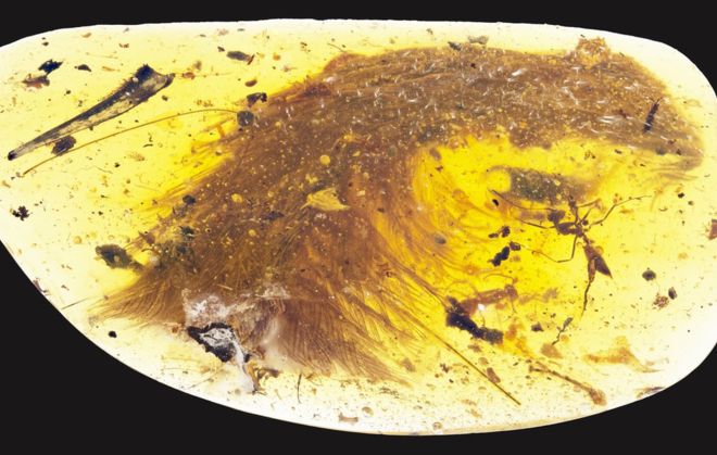 El asombroso descubrimiento de una cola de dinosaurio preservada en ámbar