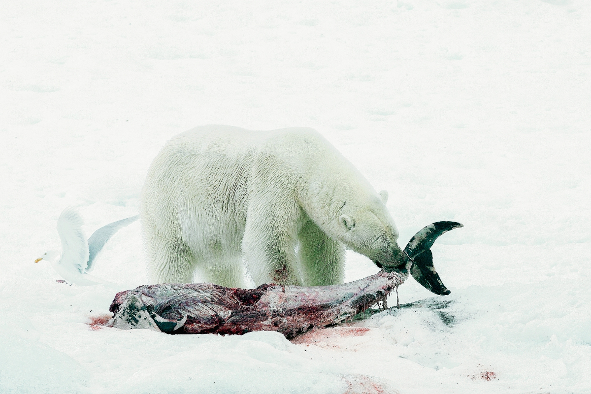 Oso polar devora un delfín de hocico blanco en las islas Svalbard. (Foto Prensa Libre:AP).   AP