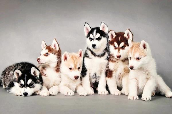 Un amo  responsable evita   la sobrepoblación con la castración. (Foto Prensa Libre: Archivo)