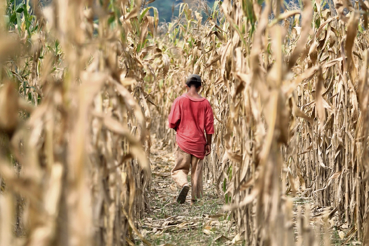En Guatemala, alrededor de 154 mil familias han perdido entre el 50 y el cien por ciento de sus cosechas de maíz y fríjoles a causa de la sequía (Foto Prensa Libre: Hemeroteca PL)