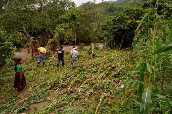 Según las autoridades, 272 hectáreas de cultivos, especialmente de maíz, fueron destruidas por las inundaciones que afectaron las comunidades de Uspantán.