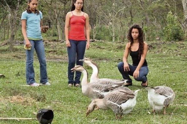 Naomi,  Sheilie y Natalie alimentan gansos y patos que crían en la Granja del Abuelo, en San Miguel Chicaj, Baja Verapaz.