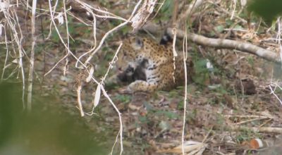 Elvis, el jaguar descansa en su hábitat natural. (Foto Prensa Libre: YouTube)