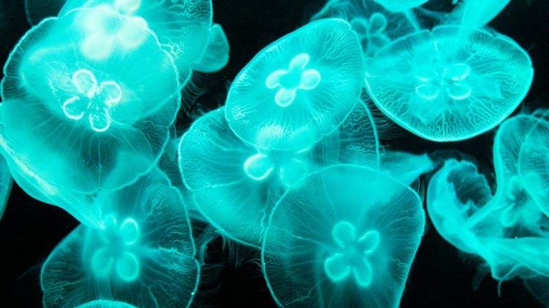 Reacción. (Getty Images).