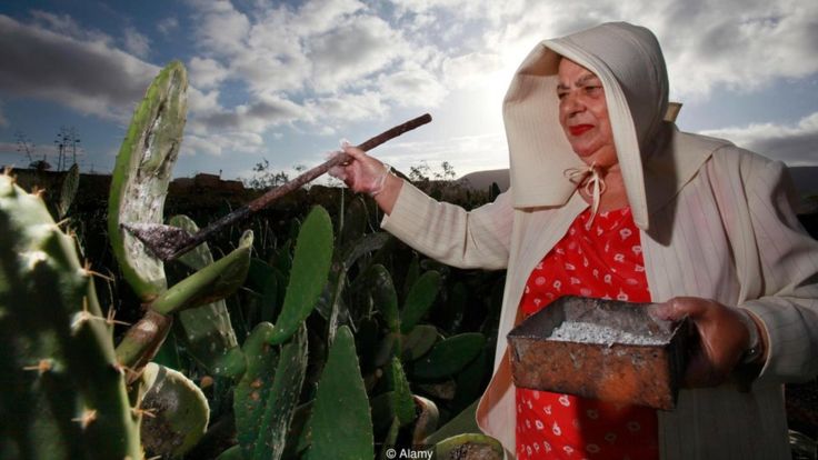 La cochinilla es un insecto hemíptero parásito de plantas perteneciente a la familia Dactylopidae, como los nopales o tunas. ALAMY