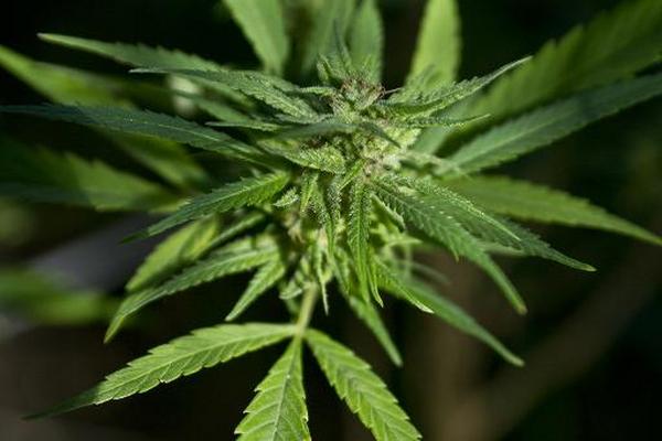 Una planta de parihuana en una casa de Montevideo. (Foto Prensa Libre:AFP)