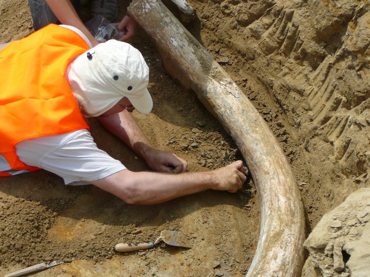 Un investigador examina uno de los colmillos que tienen unos 2.5 metros de longitud y provienen de una especie de mamut que vivió hace más de un millón de años. (Foto Twitter/@NHM_Wien).